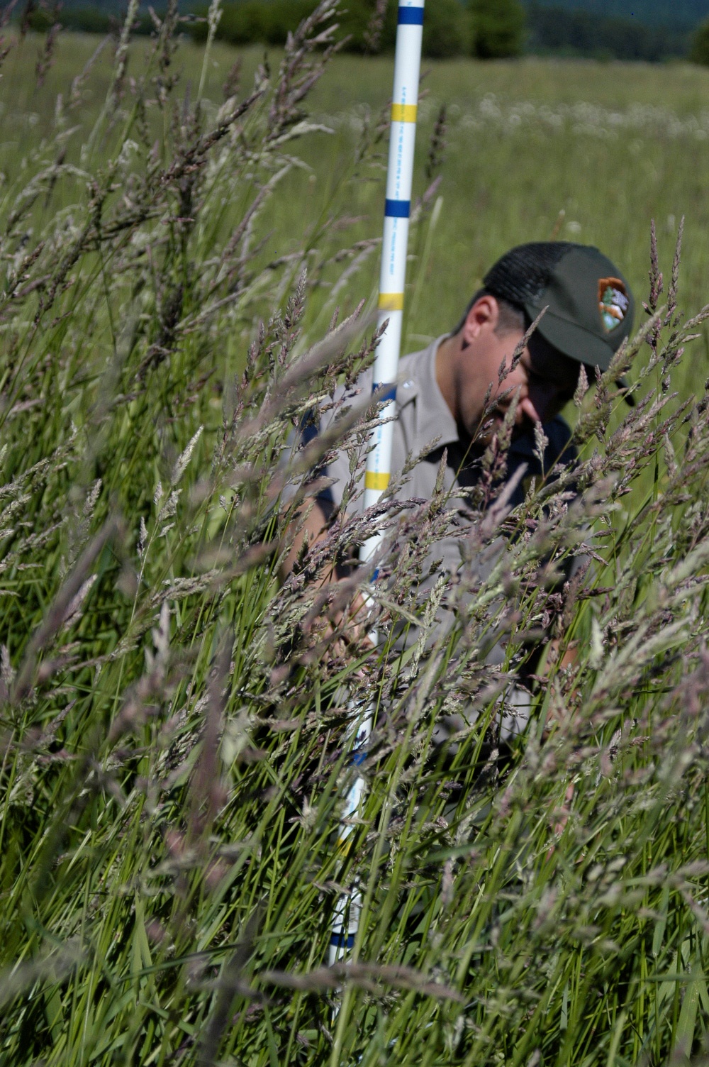 A male ranger measuring tall grasses with a measuring stick.