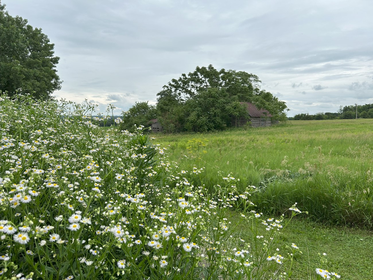 A bush of small white flowers stands in front of a grassy field and wooden cabins.