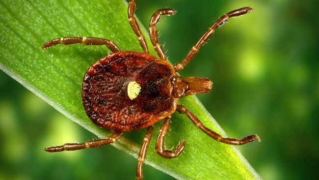 A round, eight-legged tick with white spot on its back crawls across a grass leaf.