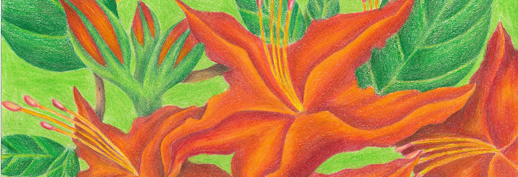 Flame Azalea student artwork
