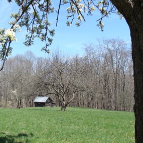 A tree blooms in a green grassy field. In the distance is a small brown wooden barn.