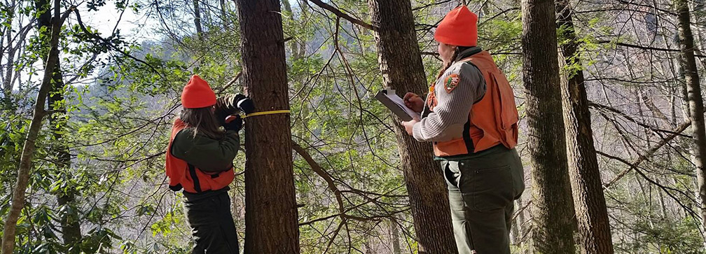 Resource managers treating a hemlock tree