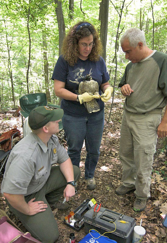 Transmitter being attached to falcon by three wildlife personnel