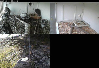 Screen capture of remote camera monitoring