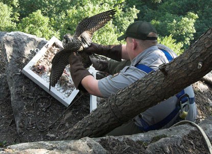 NPS wildlife biologist retrieving captured falcon