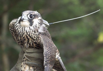 Falcon with attached transmitter