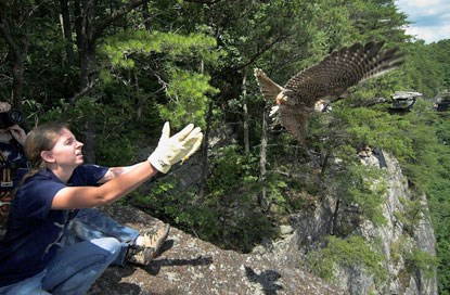 Volunteer releasing a falcon from the edge of the cliff