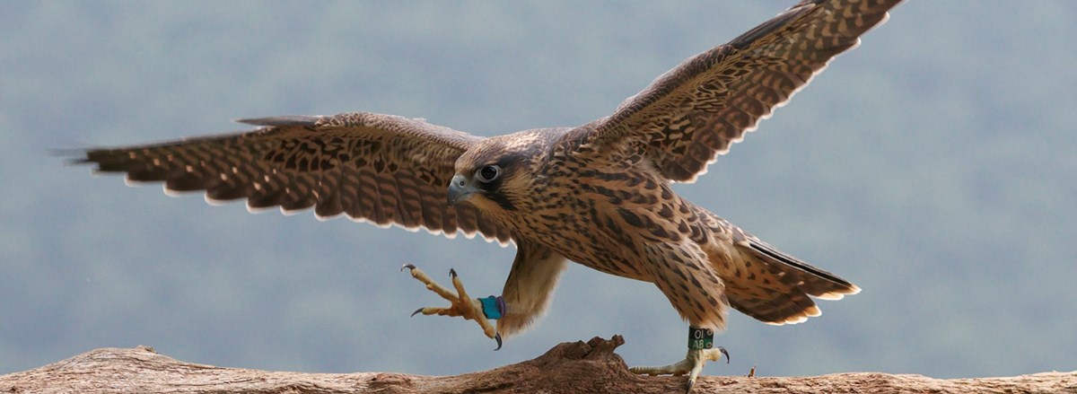 Peregrine Falcon Program - New River Gorge National Park and Preserve ...