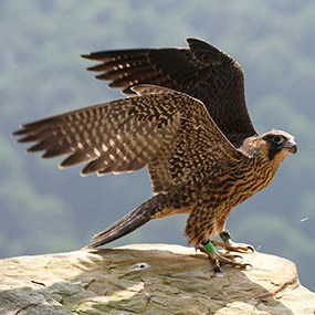 peregrine falcon with wings outstretched