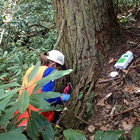 Resource manager treating a hemlock tree