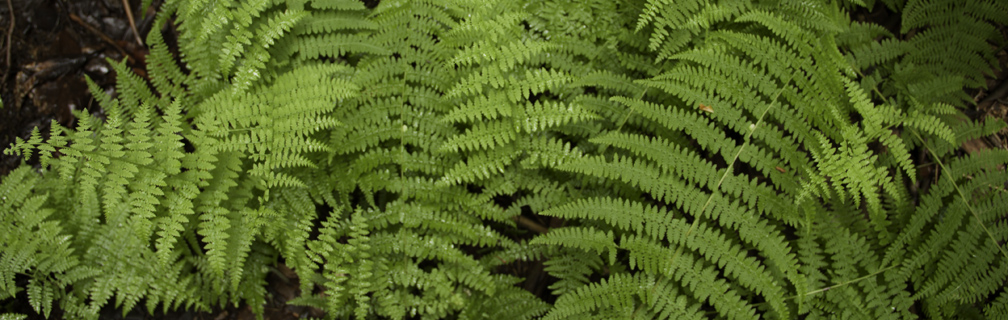 ferns