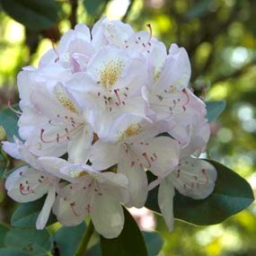 great rhododendron