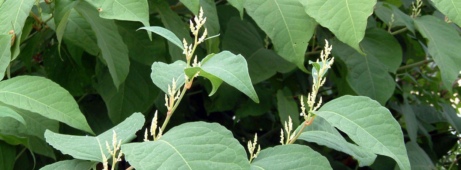 Japanese knotweed