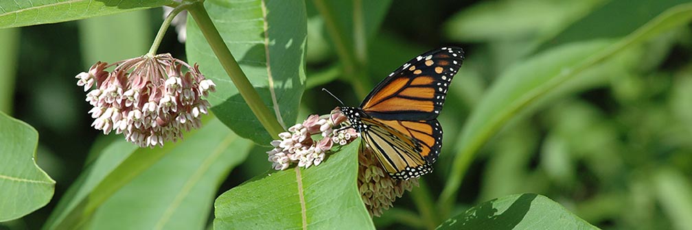 monarch butterfly on milkweed flower