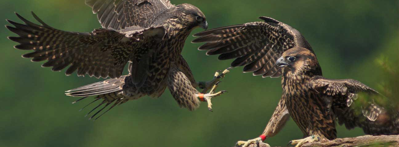 peregrine falcons