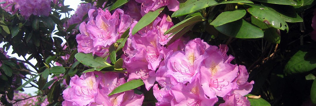 large purple rhododendron flowers