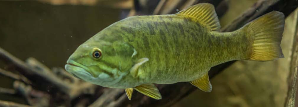 green fish swimming underwater