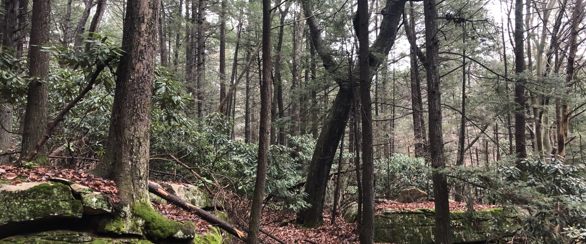 Large trees and moss covered rocks in a forest with a forest floor covered in dead leaves and branches