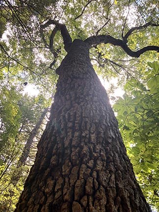 looking up the trunk of a very large tree