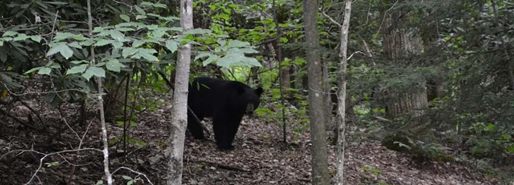 Camping and Wildlife Safety - New River Gorge National River (U.S ...