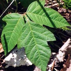 poison ivy leaf