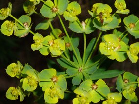 Leafy spurge