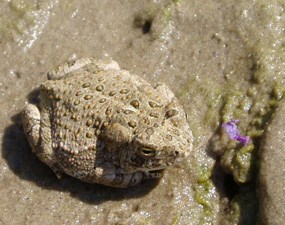 Woodhouse's toad