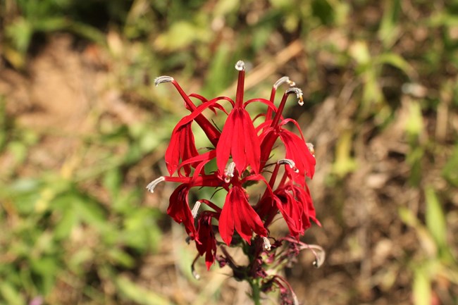 Frilly bright red flowers with white tips.