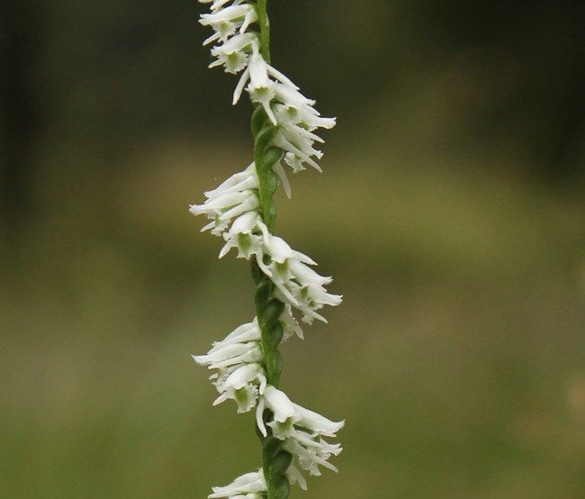 Lots of tiny white flowers spiral around a green stim.