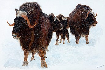 painting of a group of muskox