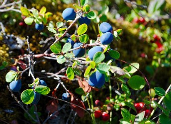 blueberries and cranberries growing on bushes