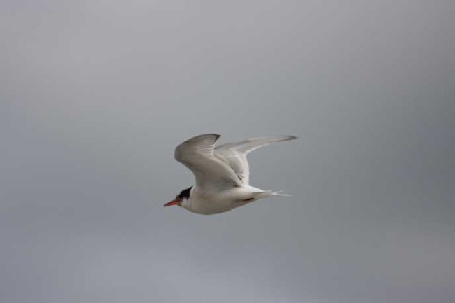 One Arctic Tern flying against a gray sky.