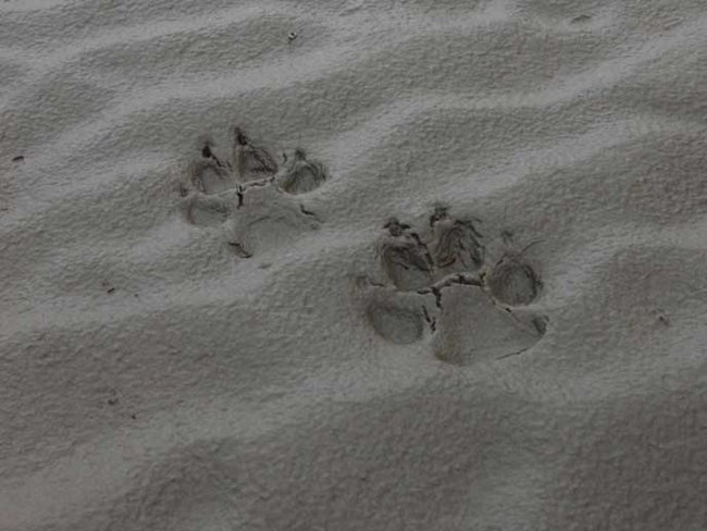 wolf track in mud