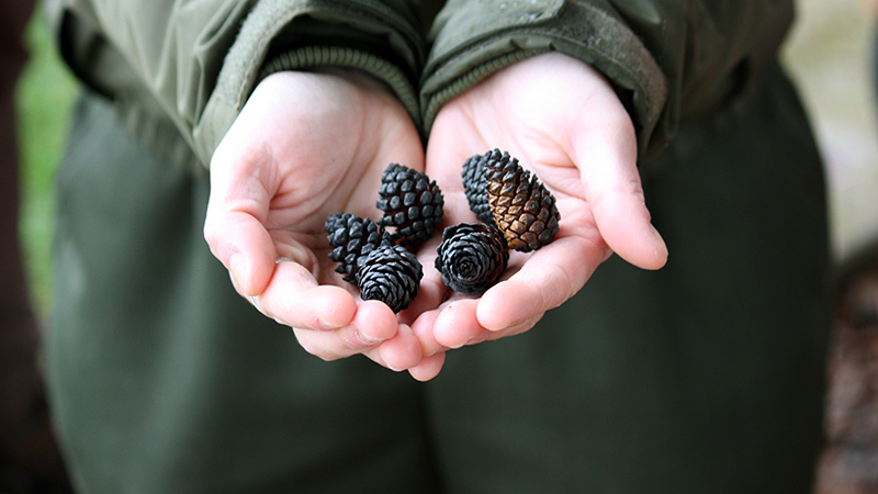Lodgepole pine cones after a fire.
NPS Photo