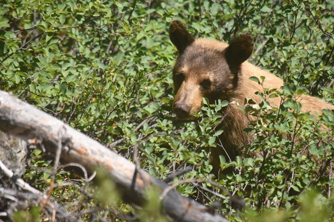 Black bear in a green patch of leaves and berries