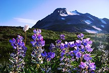 Flowers in the foreground with mountain in the background.