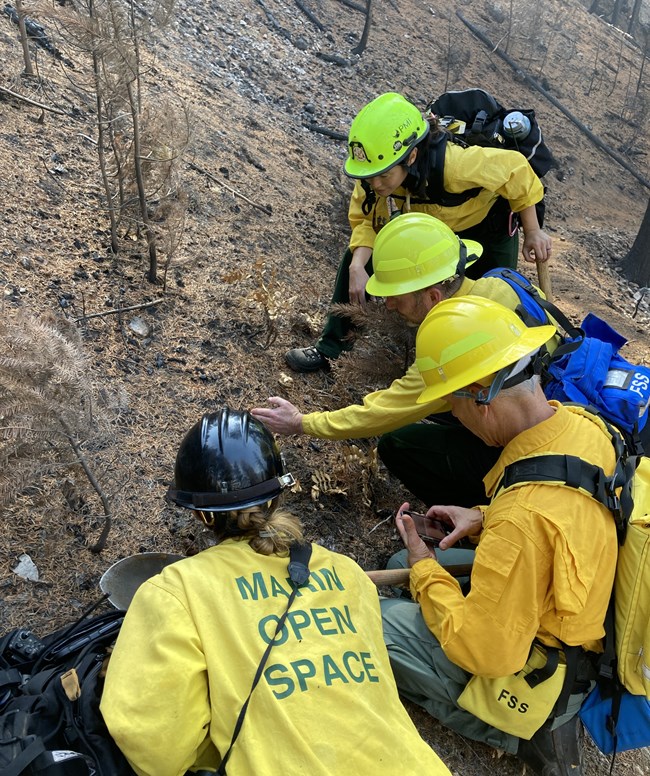 Four researchers in yellow look at the burned ground of a forest.