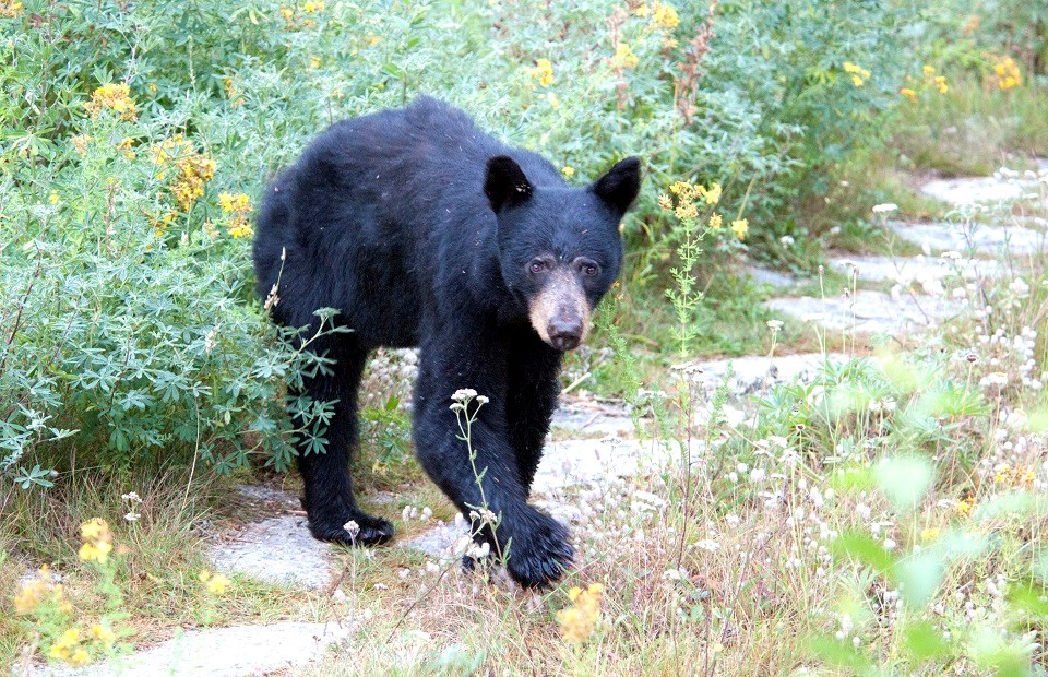 black bear walking and looking forward toward camera