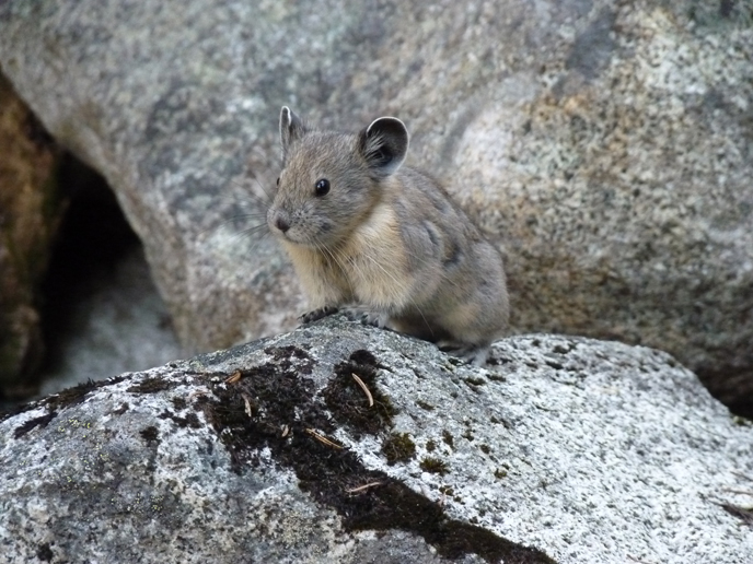 Pika. Image Credit: NPS/Anderson