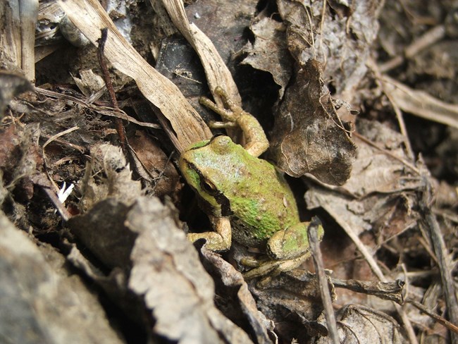 A tree frog rests on dead leaves