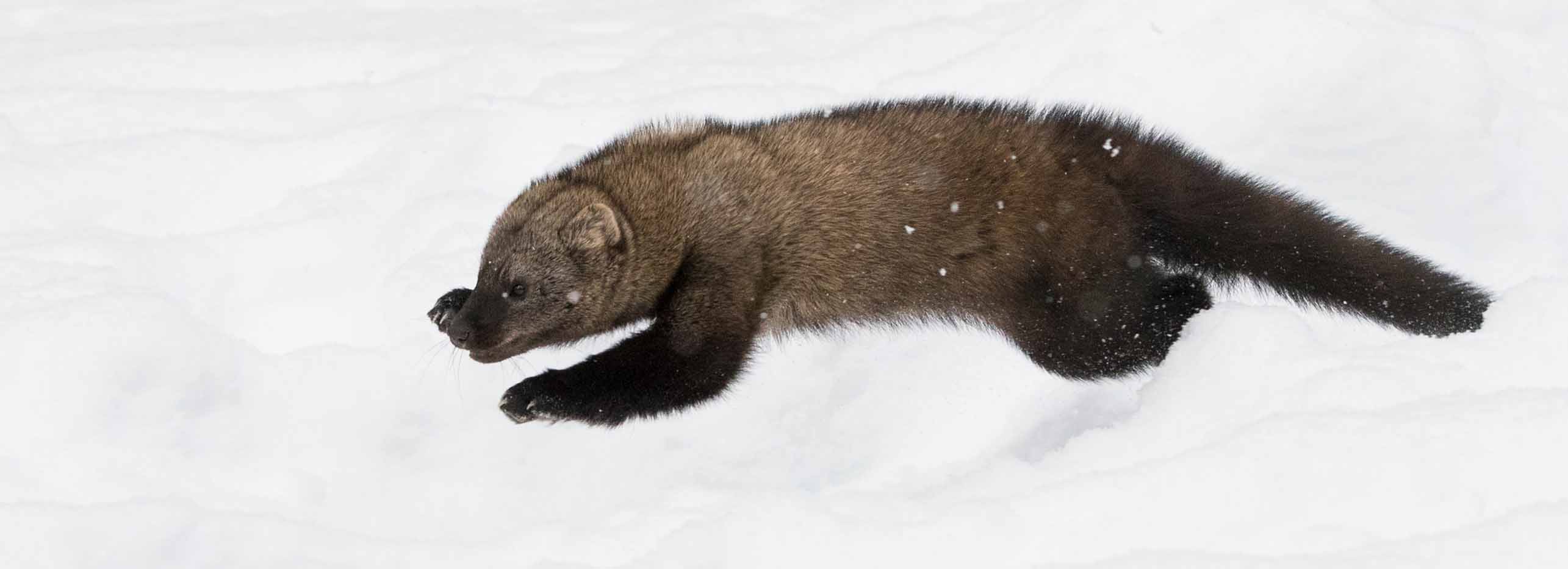 A fisher runs through the snow.
