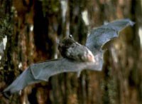 Little Brown Bat (Myotis Lucifugus)