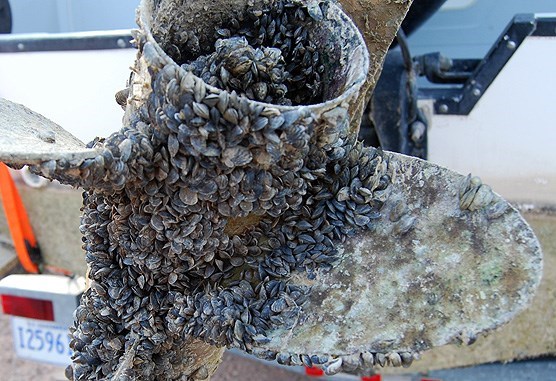 Quagga mussels crowd a boat's propeller