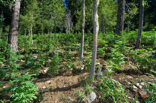 Marijuana plantation found in Ross Lake NRA