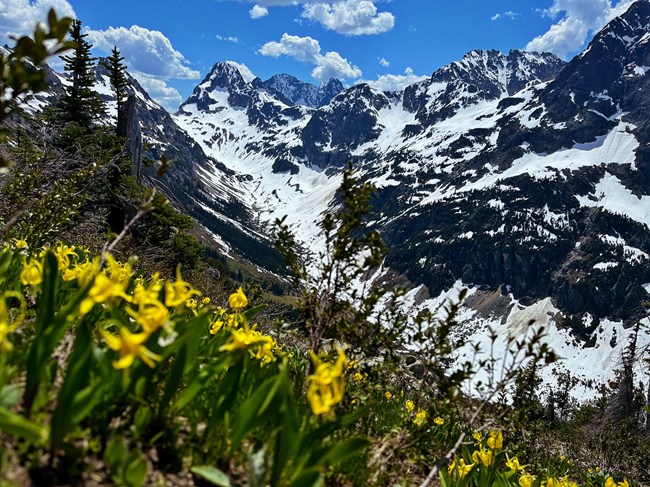 Snowy Mountains and river basin with yellow flowers in the foreground