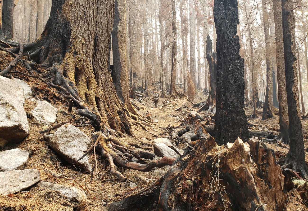 Burned Area from the 2022 Chilliwack Wildfires