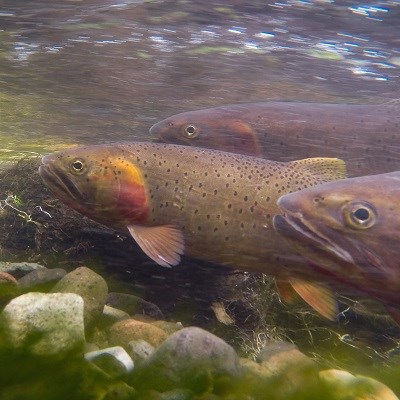Three trout swimming under water.