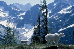 A family of mountain goats at Easy Pass  NPS/Pat Milliren
