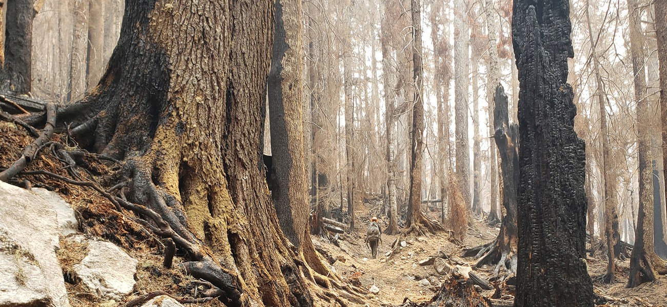 Person in protective fire gear and hard hat walks a trail surrounded by burned trees.