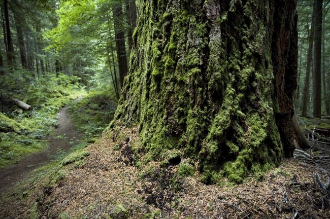 Ancient forests are one of the main attractions of this trail